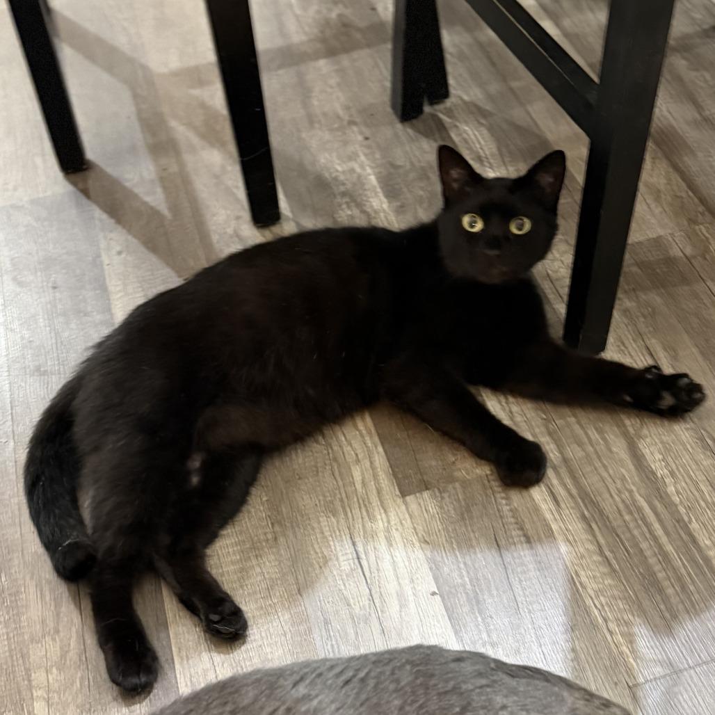 Coal, Adoptable, Adult Male Domestic Short Hair.