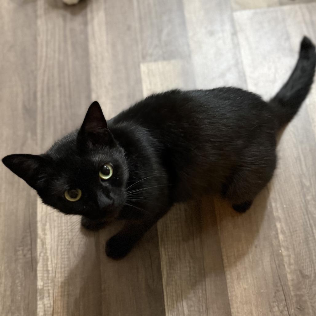 Coal, a Adoptable Domestic Short Hair in Huntsville, AL image 2/4