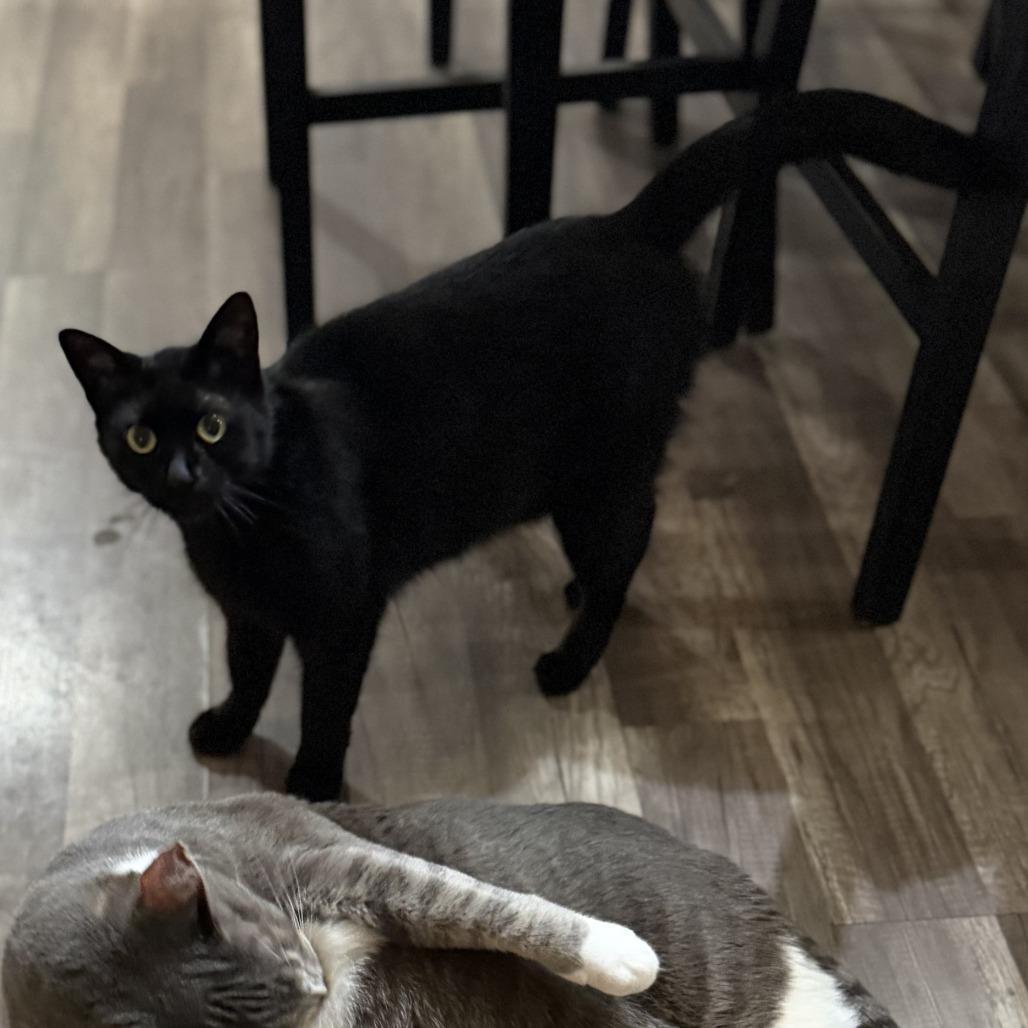 Coal, a Adoptable Domestic Short Hair in Huntsville, AL image 3/4