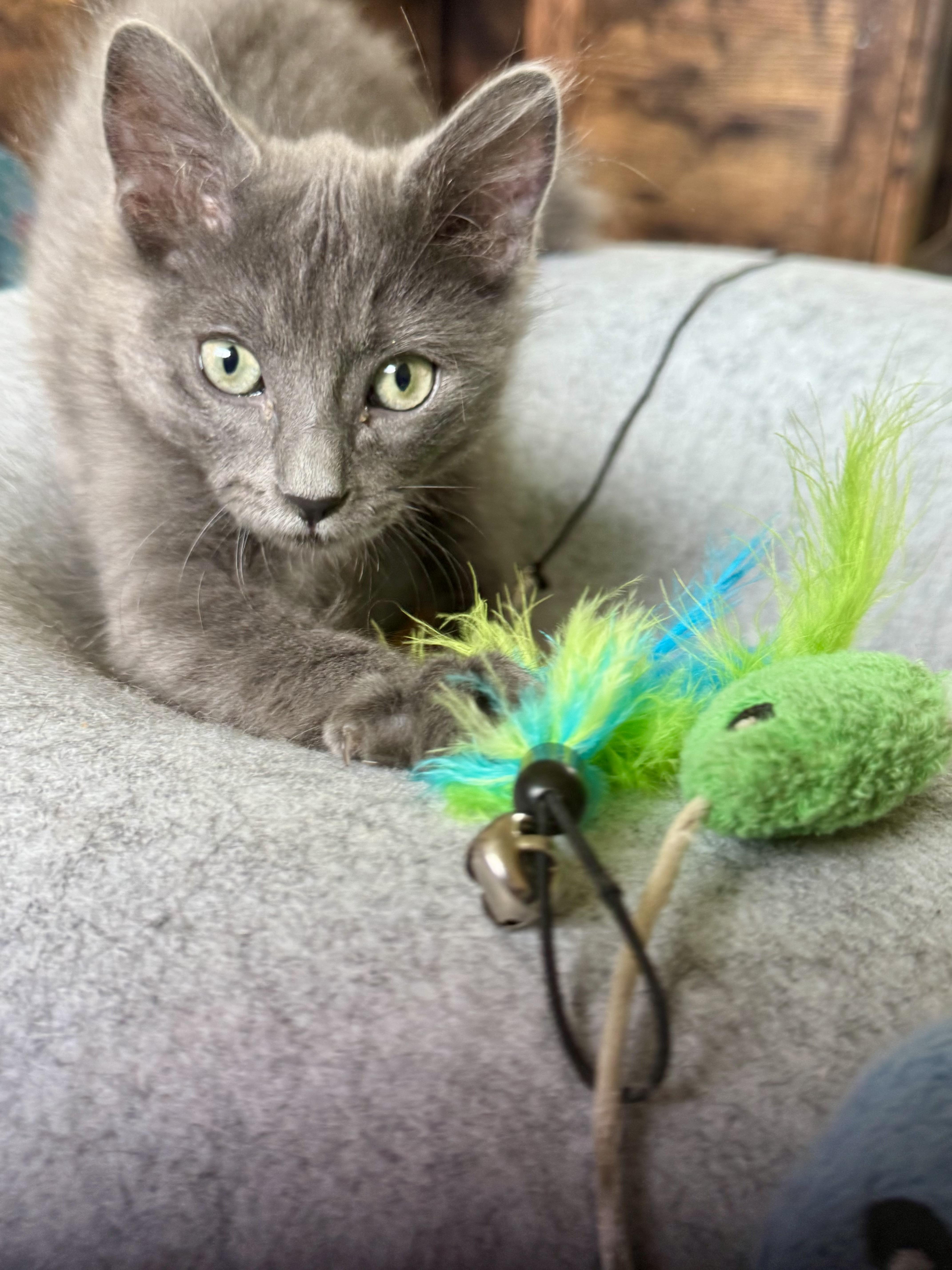Rudder, Adoptable, Kitten Male Domestic Medium Hair.