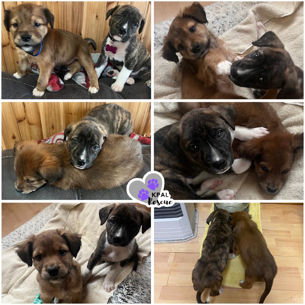 Pablano - Pepper Litter, Adoptable, Puppy Male Boxer & Mixed Breed.