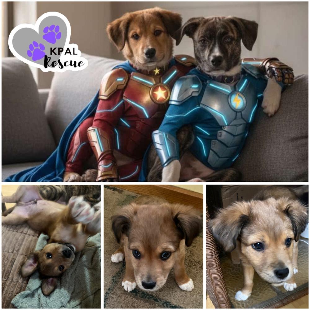 Enlarge Pablano - Pepper Litter, a Adoptable mixed breed in Kenai, AK image 3/3