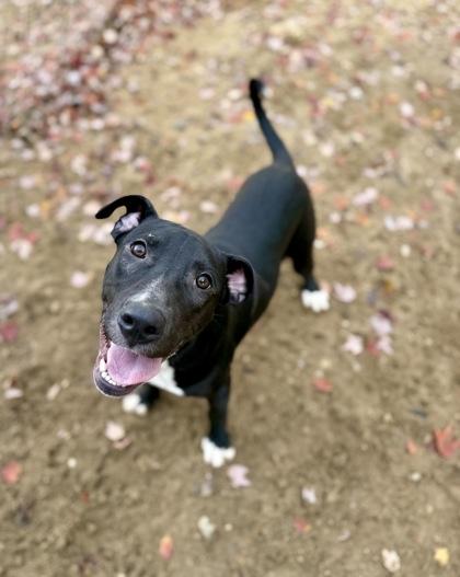 Crowley, Adoptable, Puppy Male Terrier & Labrador Retriever.