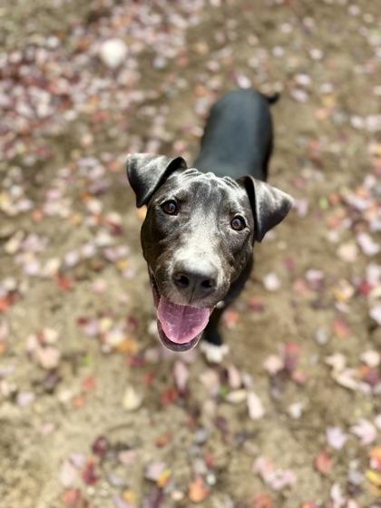 Enlarge Crowley, a Adoptable mixed breed in Picayune, MS image 2/3