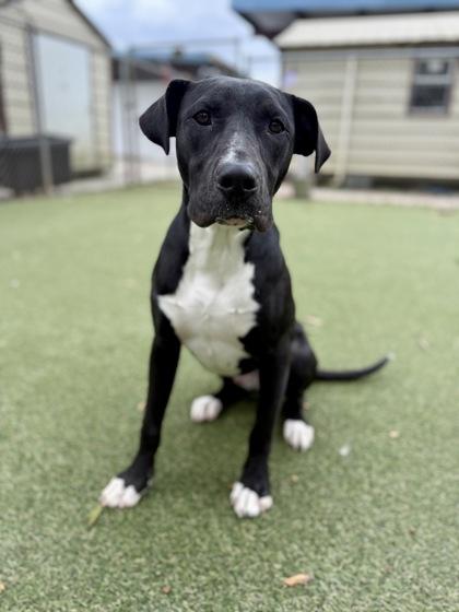 Crowley, Adoptable, Young Male Terrier & Labrador Retriever.