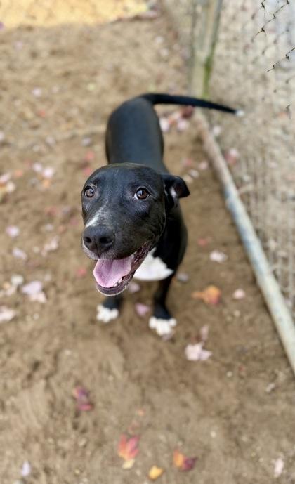 Enlarge Crowley, a Adoptable mixed breed in Picayune, MS image 3/3