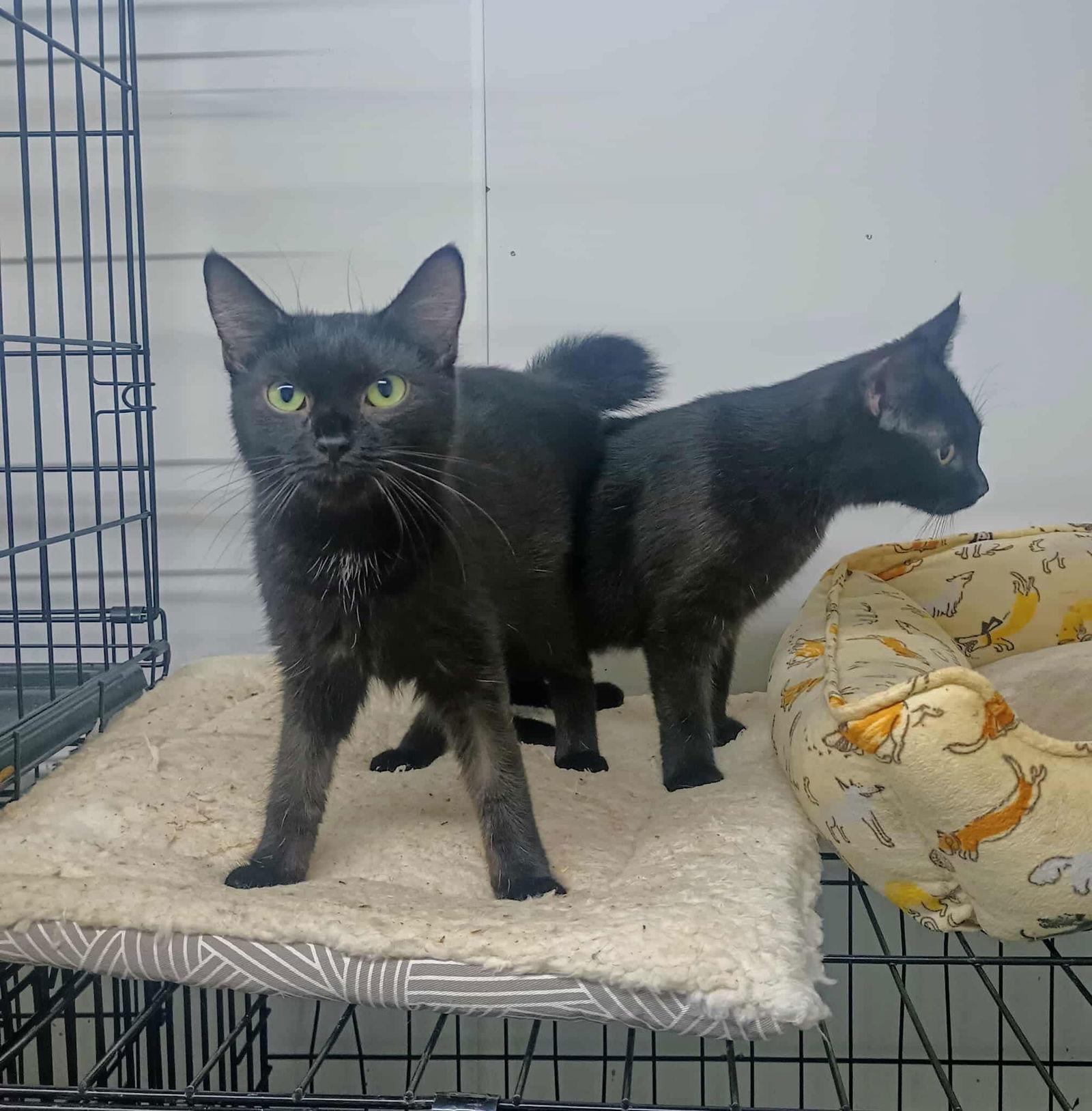 Enlarge Mea and Lea *Bonded Pair*, a Adoptable Domestic Short Hair in Morehead, KY image 1/1