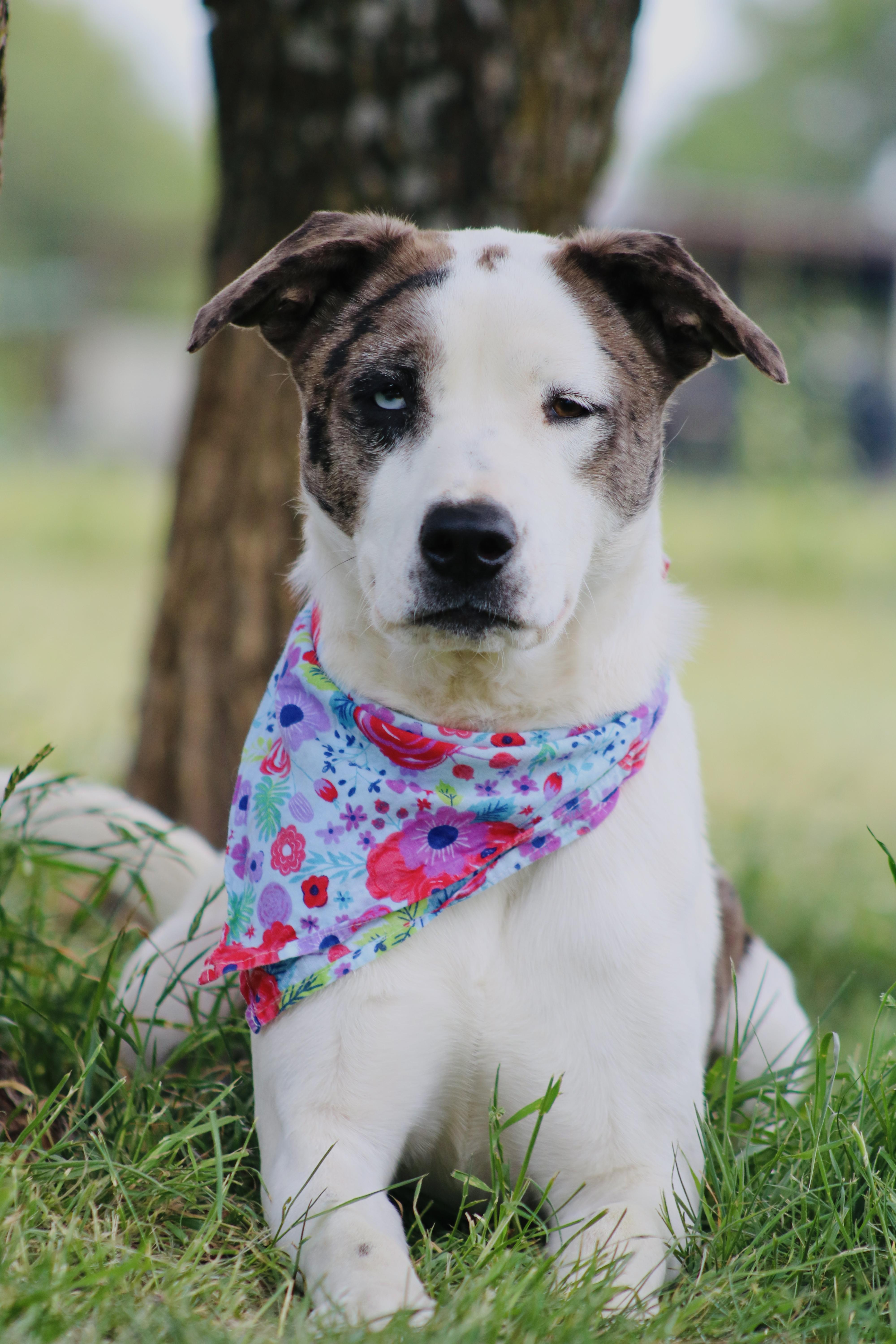 Enlarge Olivia, a Adoptable Mixed Breed in Gatesville, TX image 2/4