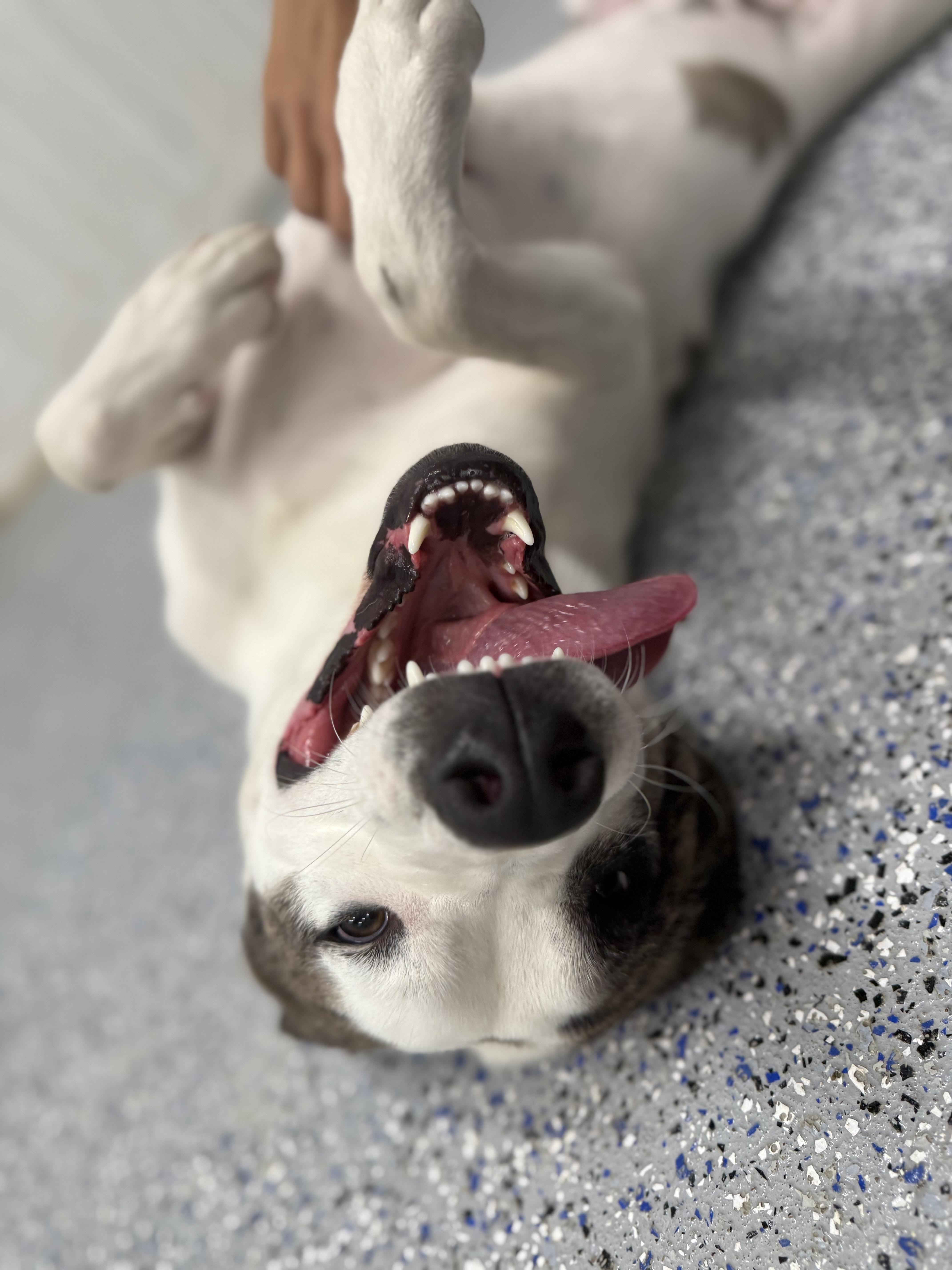 Olivia, Adoptable, Young Female Mixed Breed.