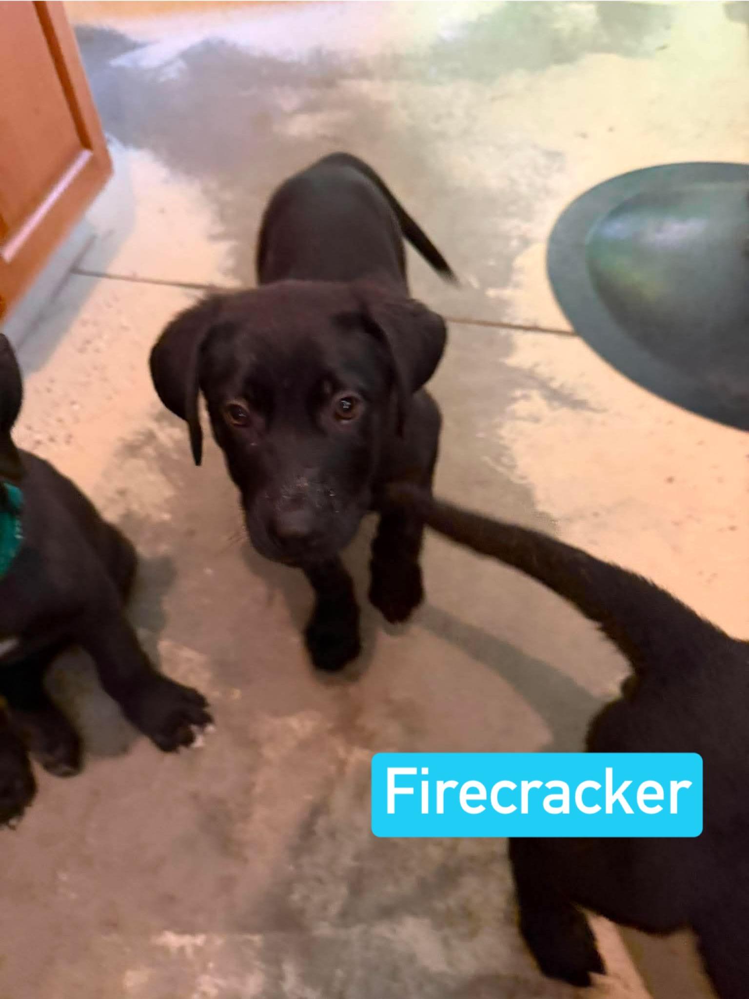 Firecracker (PUPPY), an adopted mixed breed in Greeneville, TN image 2/5