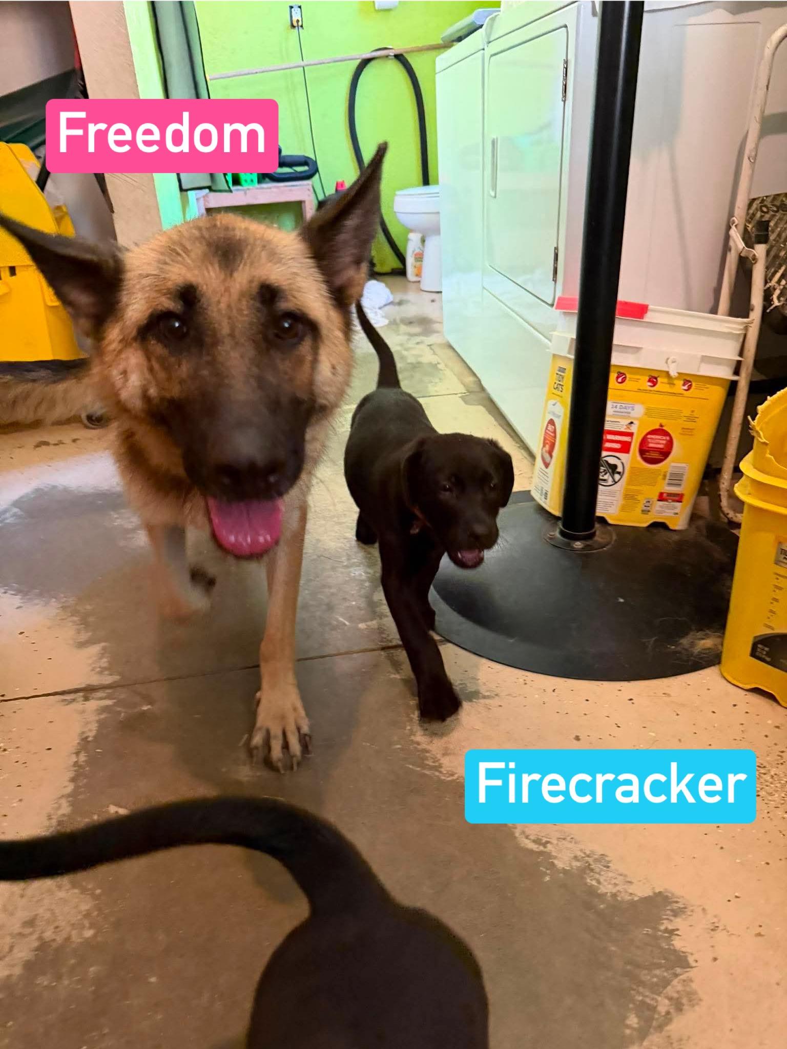 Firecracker (PUPPY), an adopted mixed breed in Greeneville, TN image 3/5