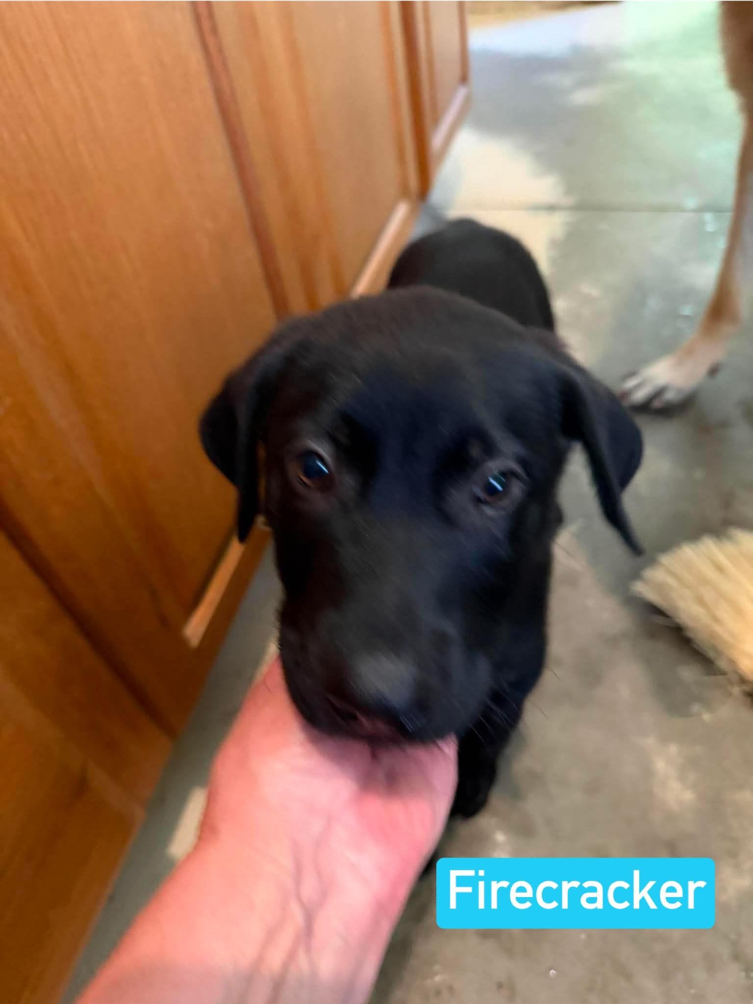 Firecracker (PUPPY), an adopted mixed breed in Greeneville, TN image 1/5