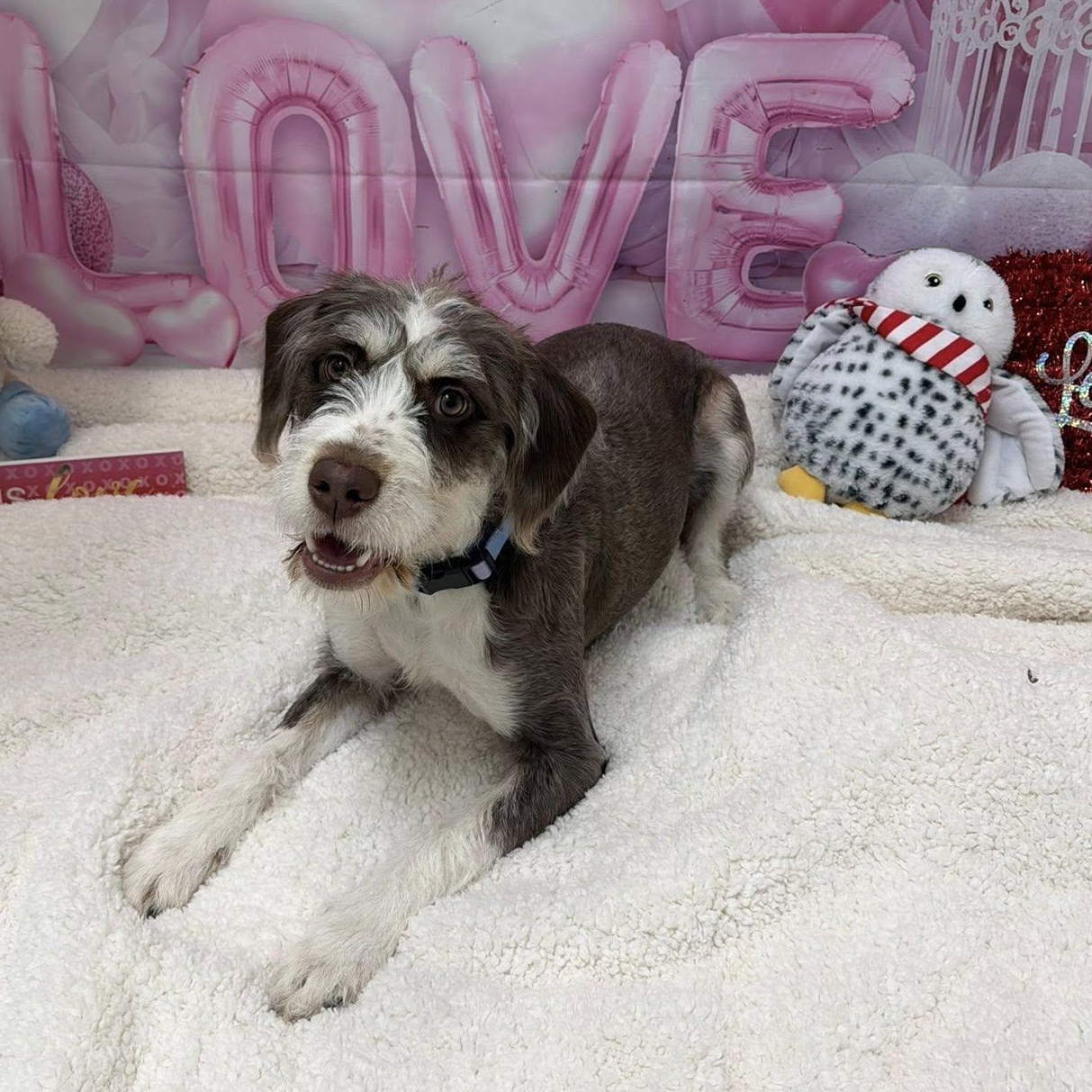 Enlarge Zoey, an adopted mixed breed in Martinsville, IN image 3/4