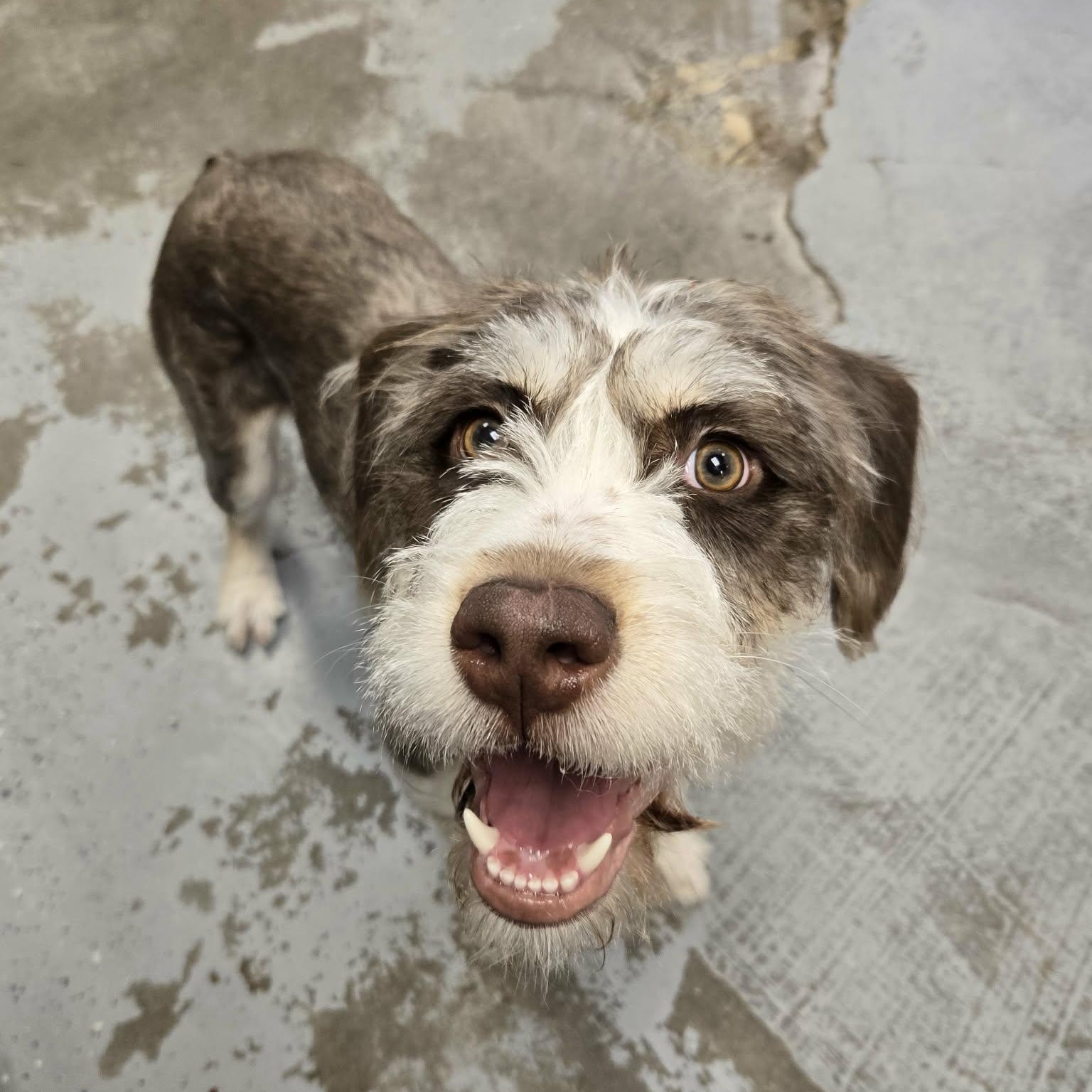 Enlarge Zoey, an adopted mixed breed in Martinsville, IN image 4/4