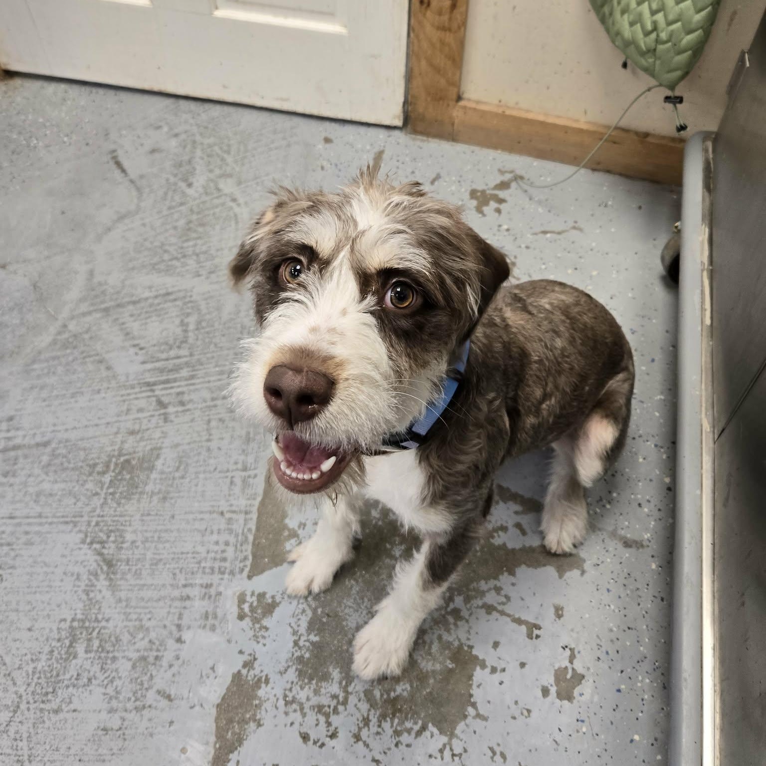 Enlarge Zoey, an adopted mixed breed in Martinsville, IN image 2/4