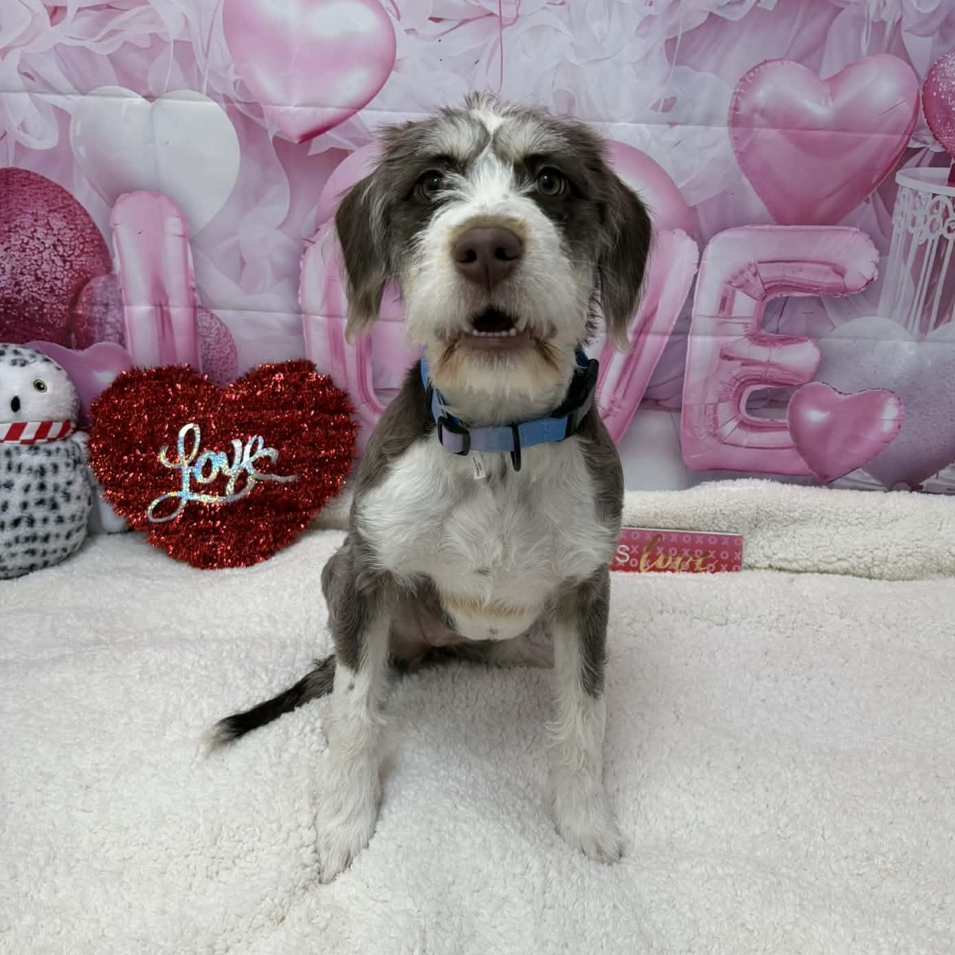 Enlarge Zoey, an adopted mixed breed in Martinsville, IN image 1/4