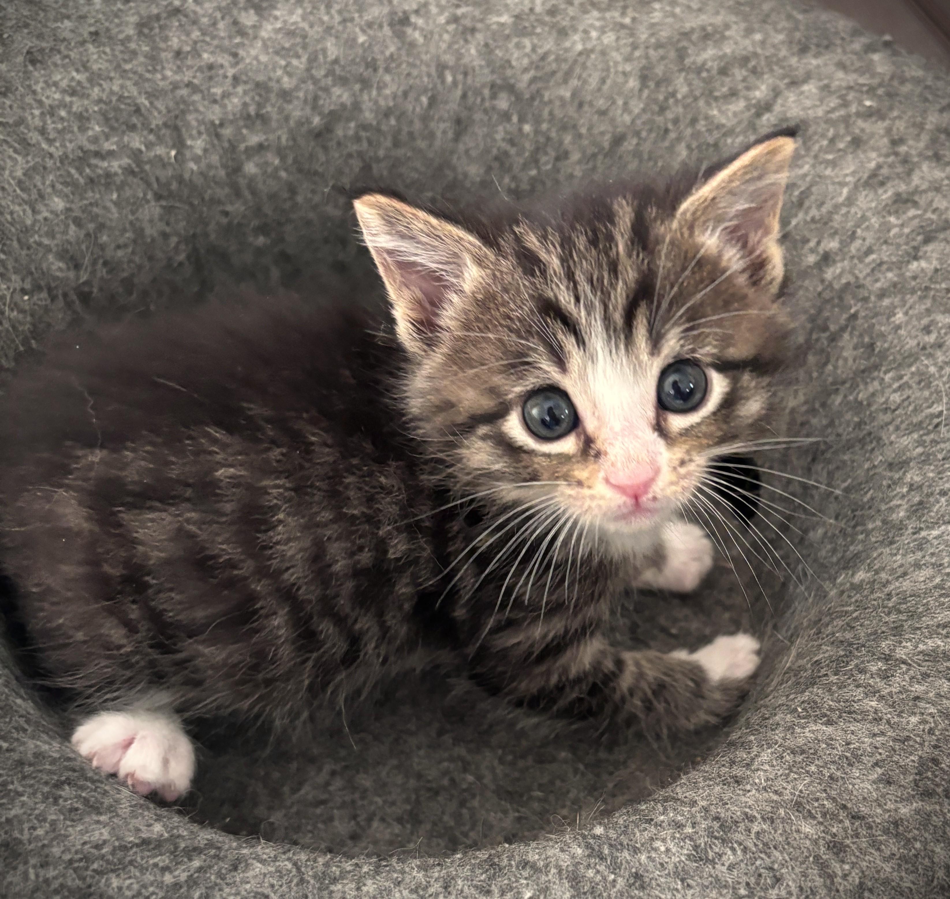 Rocco, ADOPTABLE, Kitten Male Domestic Short Hair.