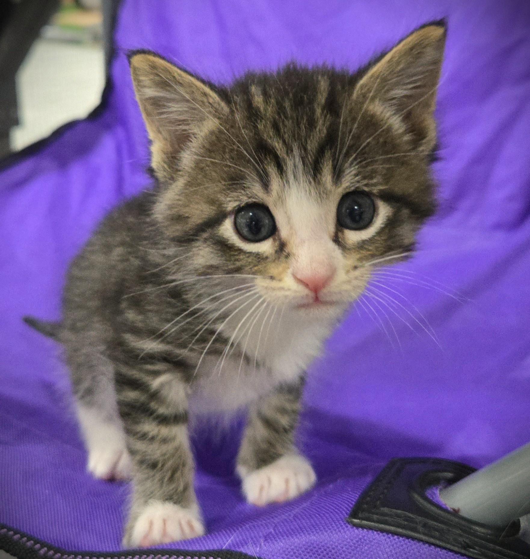 Enlarge Rocco, a ADOPTABLE Domestic Short Hair in Mankato, MN image 5/6