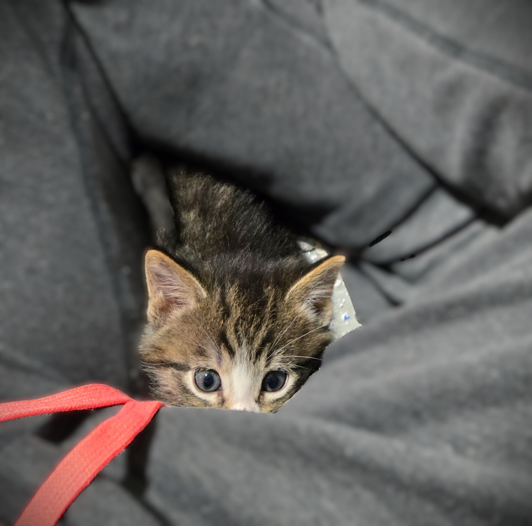 Enlarge Rocco, a ADOPTABLE Domestic Short Hair in Mankato, MN image 3/6