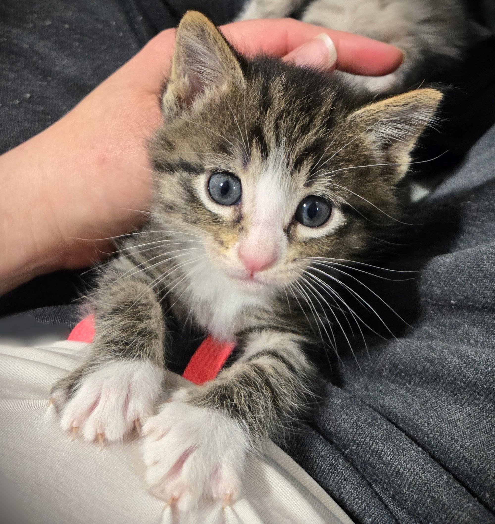 Enlarge Rocco, a ADOPTABLE Domestic Short Hair in Mankato, MN image 2/6