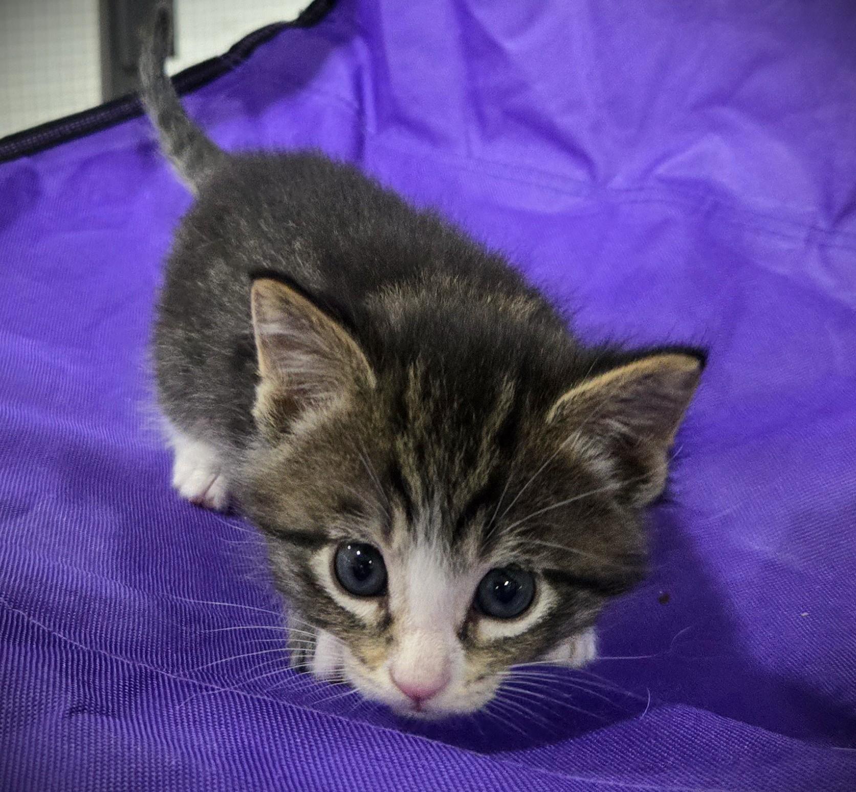Enlarge Rocco, a ADOPTABLE Domestic Short Hair in Mankato, MN image 6/6