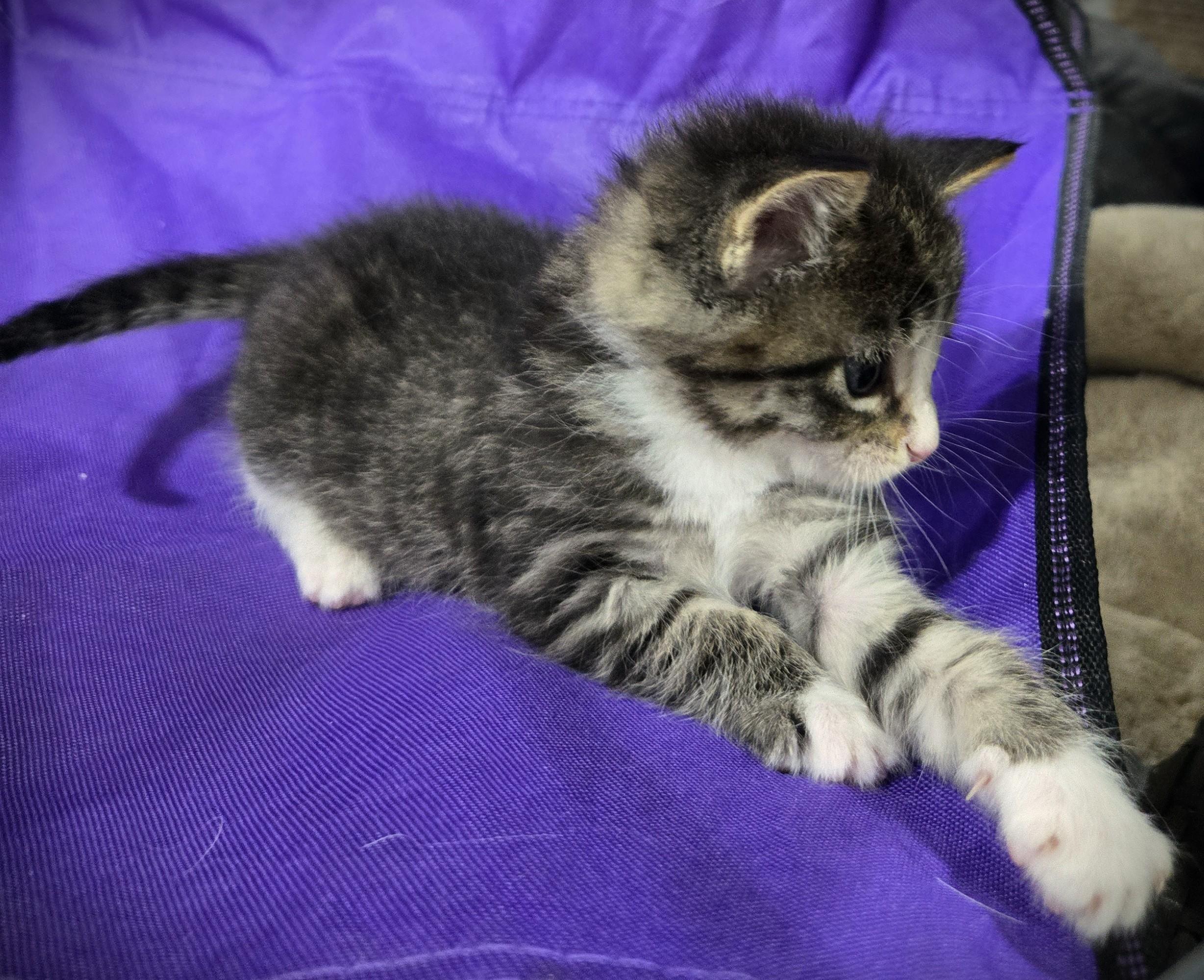 Enlarge Rocco, a ADOPTABLE Domestic Short Hair in Mankato, MN image 4/6