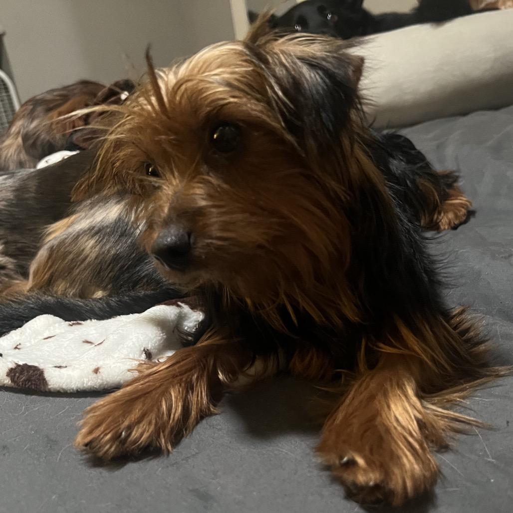 Jasper, a Adoptable Yorkshire Terrier in Sinking Spring, PA image 1/6