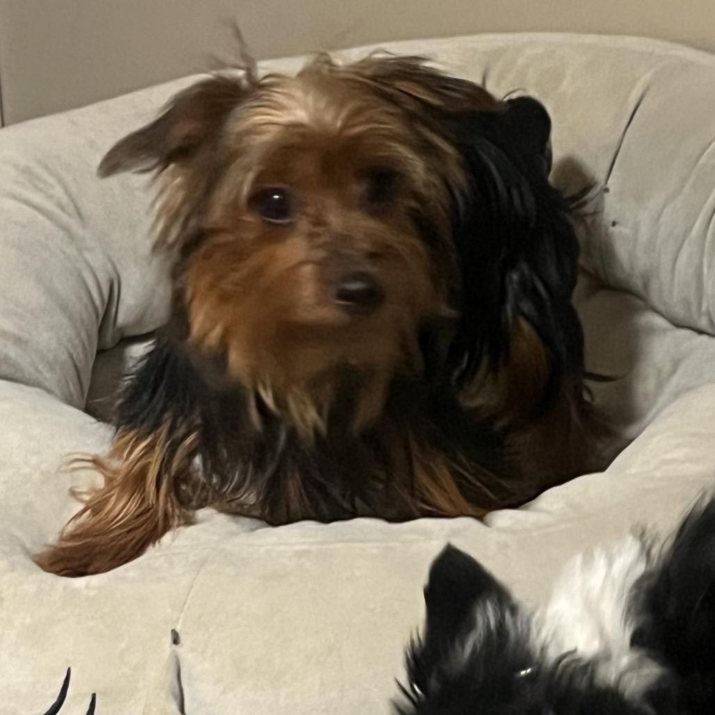 Jasper, a Adoptable Yorkshire Terrier in Sinking Spring, PA image 2/6