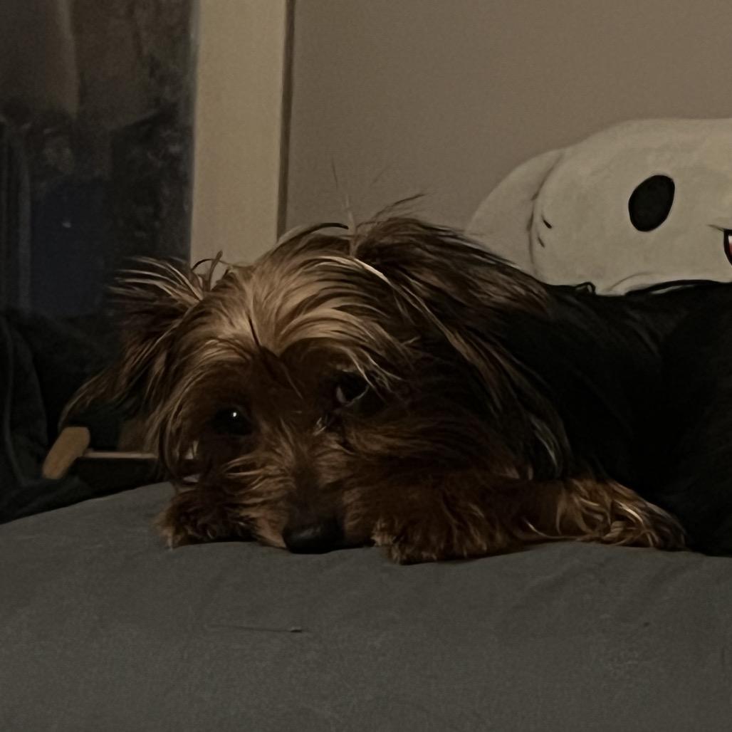 Jasper, a Adoptable Yorkshire Terrier in Sinking Spring, PA image 3/6