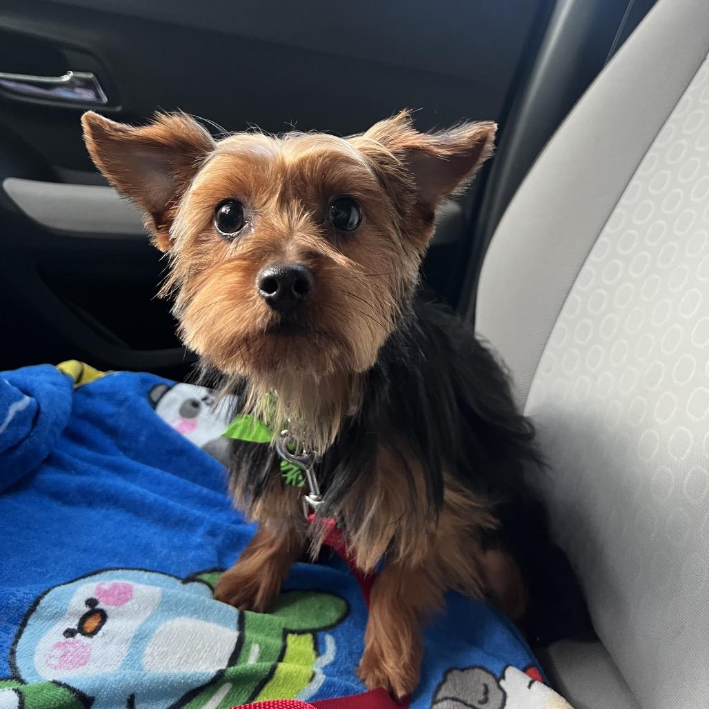Jasper, a Adoptable Yorkshire Terrier in Sinking Spring, PA image 4/6