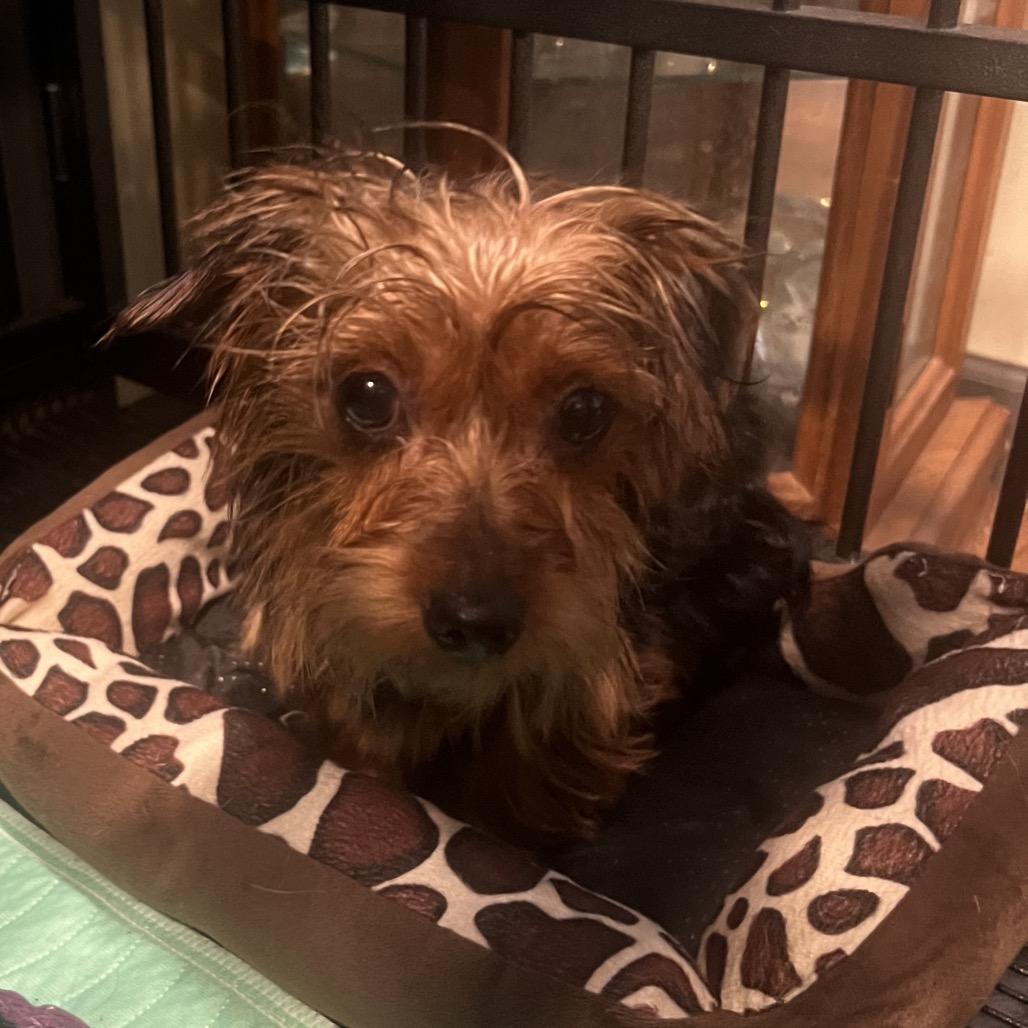 Jasper, a Adoptable Yorkshire Terrier in Sinking Spring, PA image 5/6