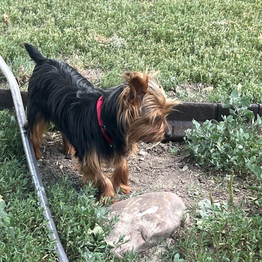 Jasper, a Adoptable Yorkshire Terrier in Sinking Spring, PA image 6/6