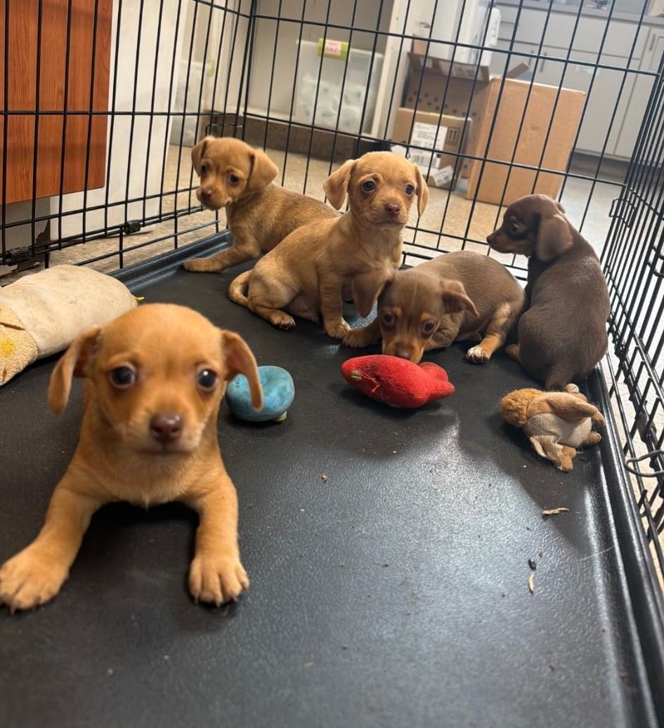 Enlarge Chiweenie puppies, a ADOPTABLE mixed breed in Mary Esther, FL image 2/2