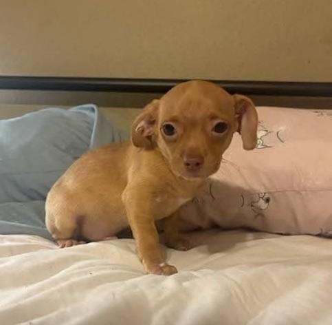 Chiweenie puppies, a ADOPTABLE mixed breed in Mary Esther, FL image 4/4