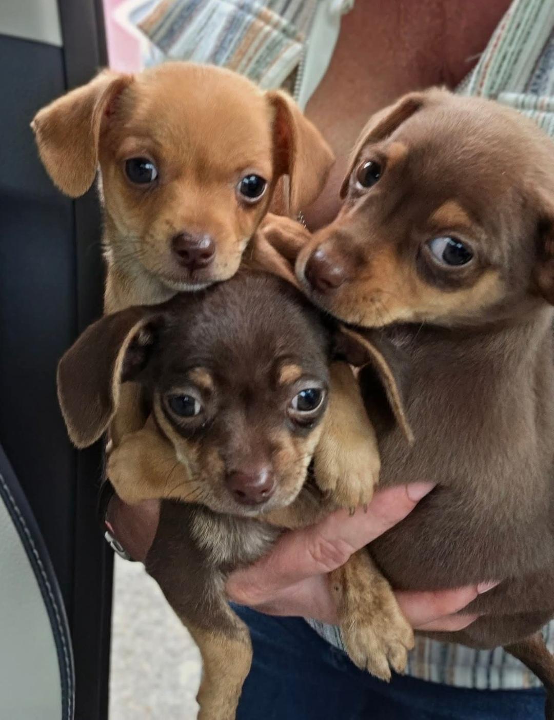 Chiweenie puppies, ADOPTABLE, Puppy Male Chihuahua & Dachshund.