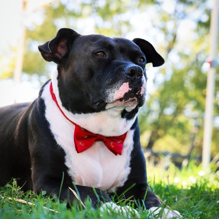 Enlarge Charlie, a Adoptable American Staffordshire Terrier in Bethesda, MD image 2/6