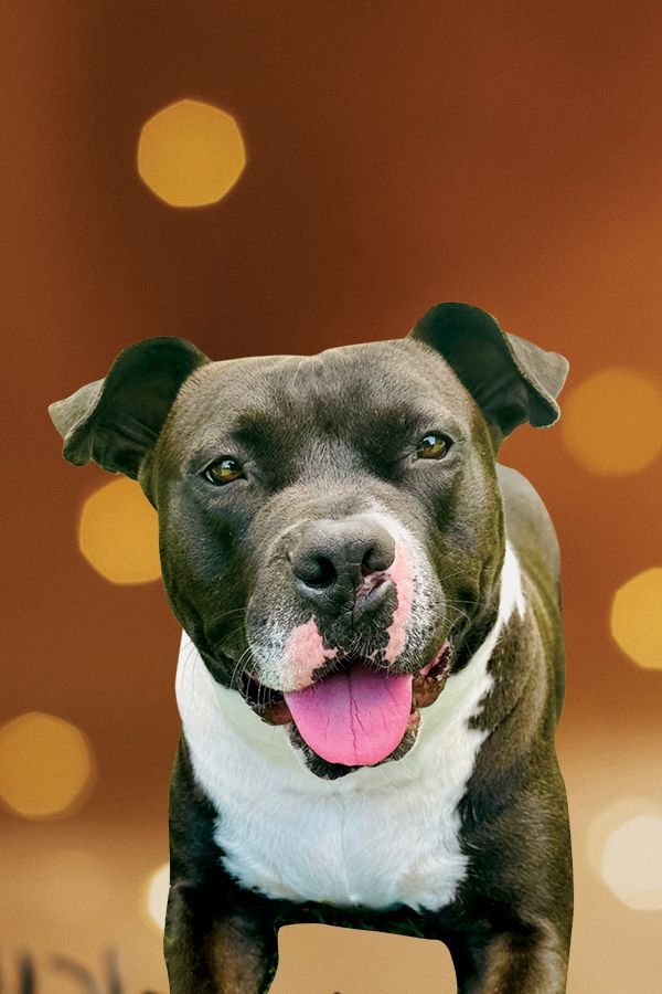 Enlarge Charlie, a Adoptable American Staffordshire Terrier in Bethesda, MD image 3/6