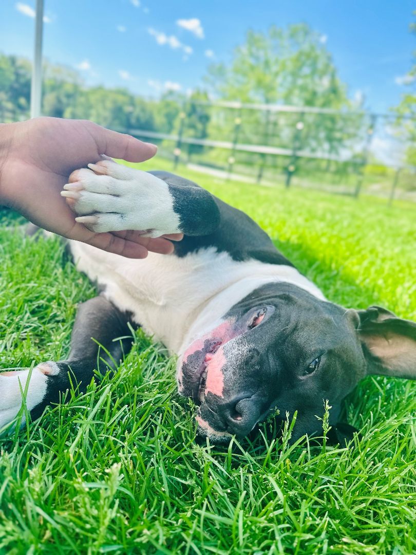 Enlarge Charlie, a Adoptable American Staffordshire Terrier in Bethesda, MD image 4/6