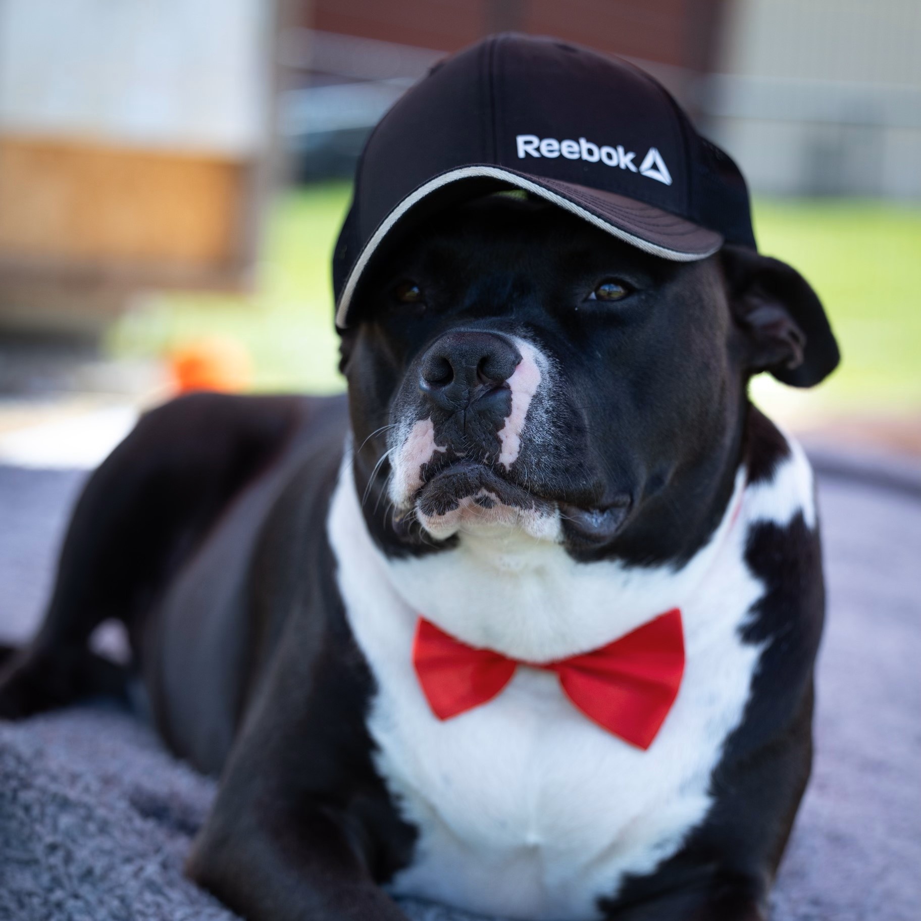 Charlie, Young Male American Staffordshire Terrier
