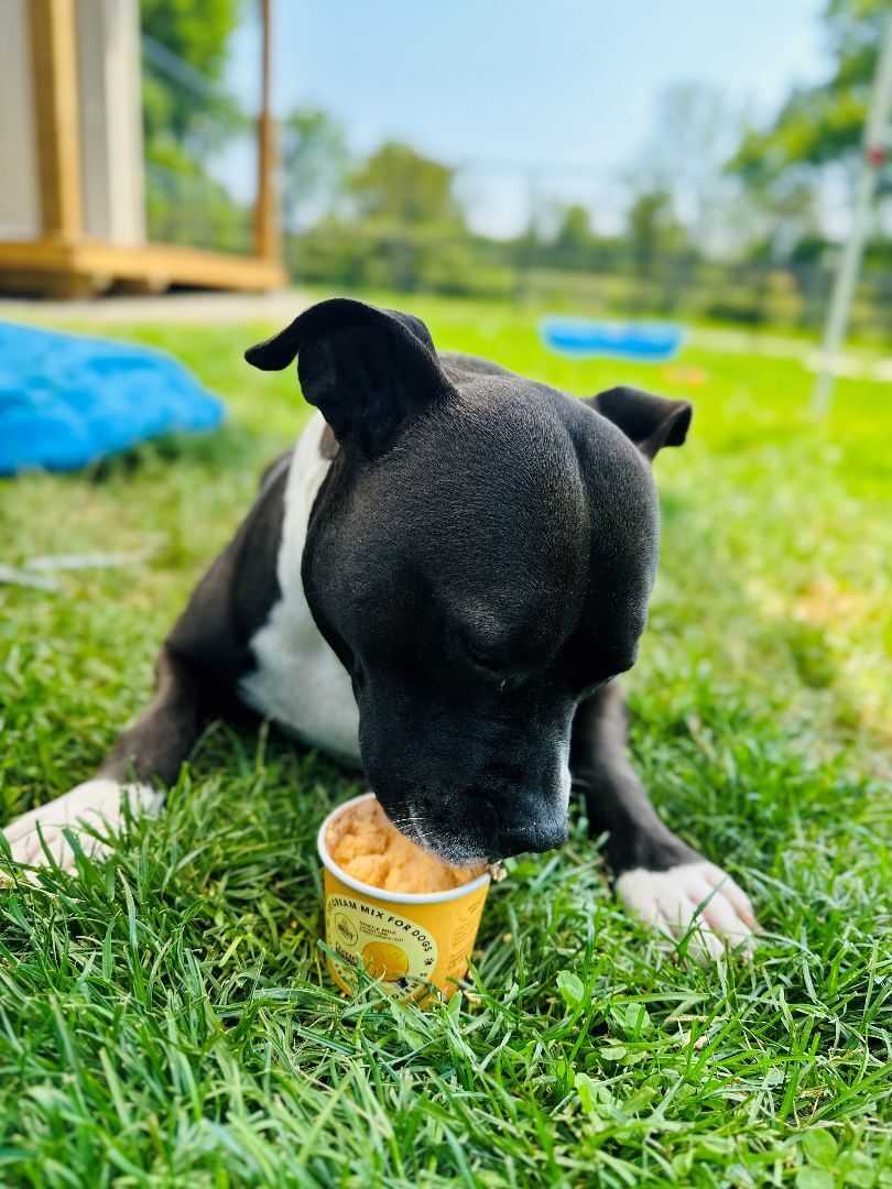 Enlarge Charlie, a Adoptable American Staffordshire Terrier in Bethesda, MD image 5/6