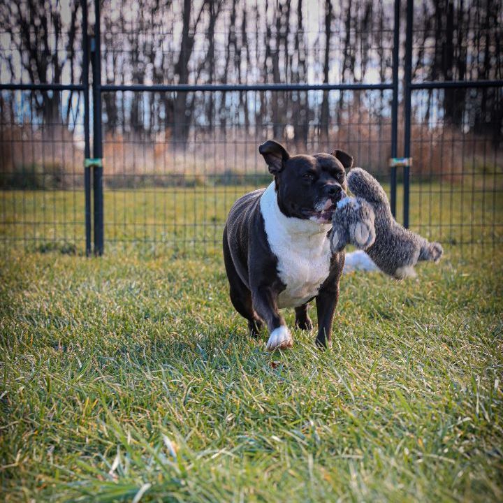 Enlarge Charlie, a Adoptable American Staffordshire Terrier in Bethesda, MD image 6/6