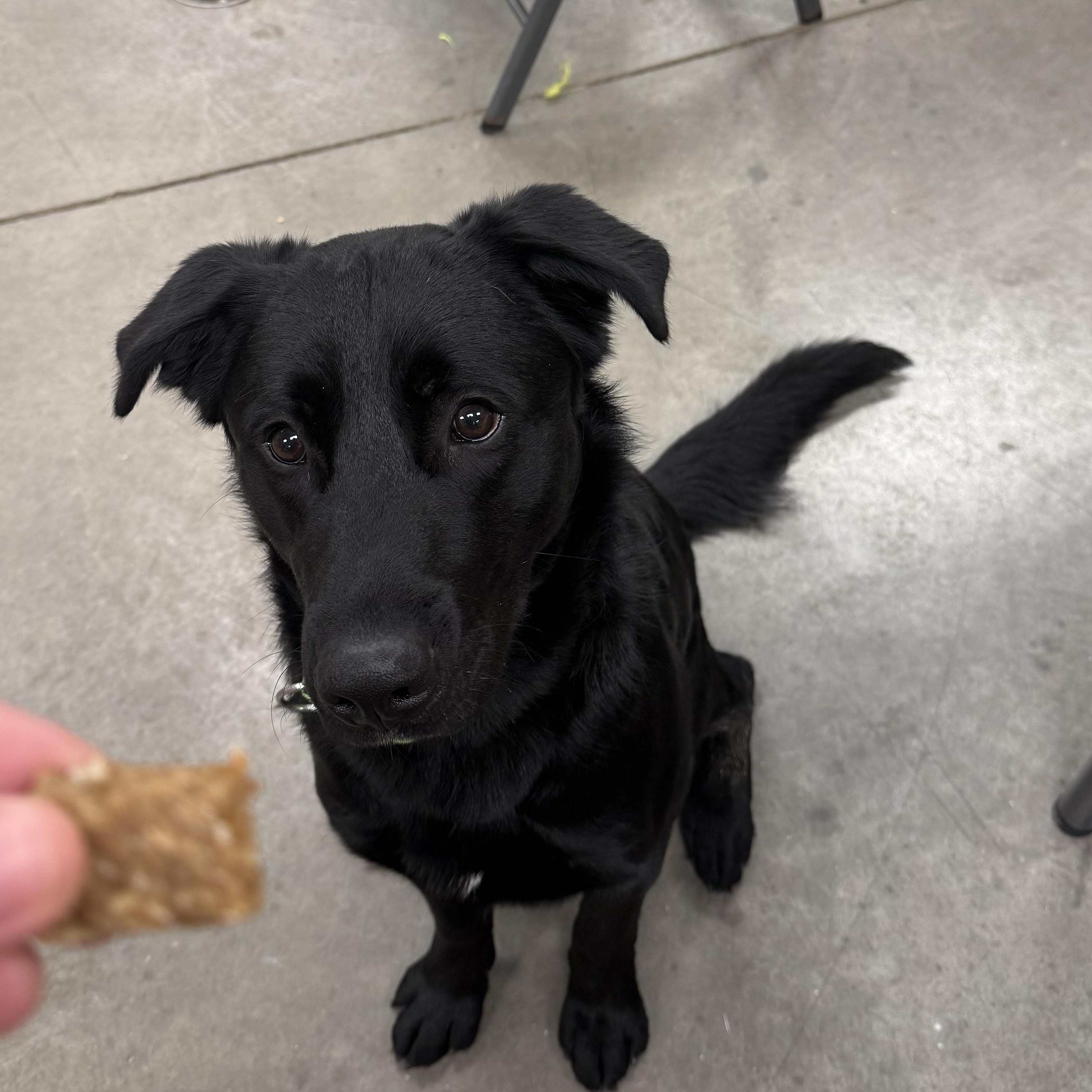 Guinness , a ADOPTABLE mixed breed in Monroe, OH image 1/3