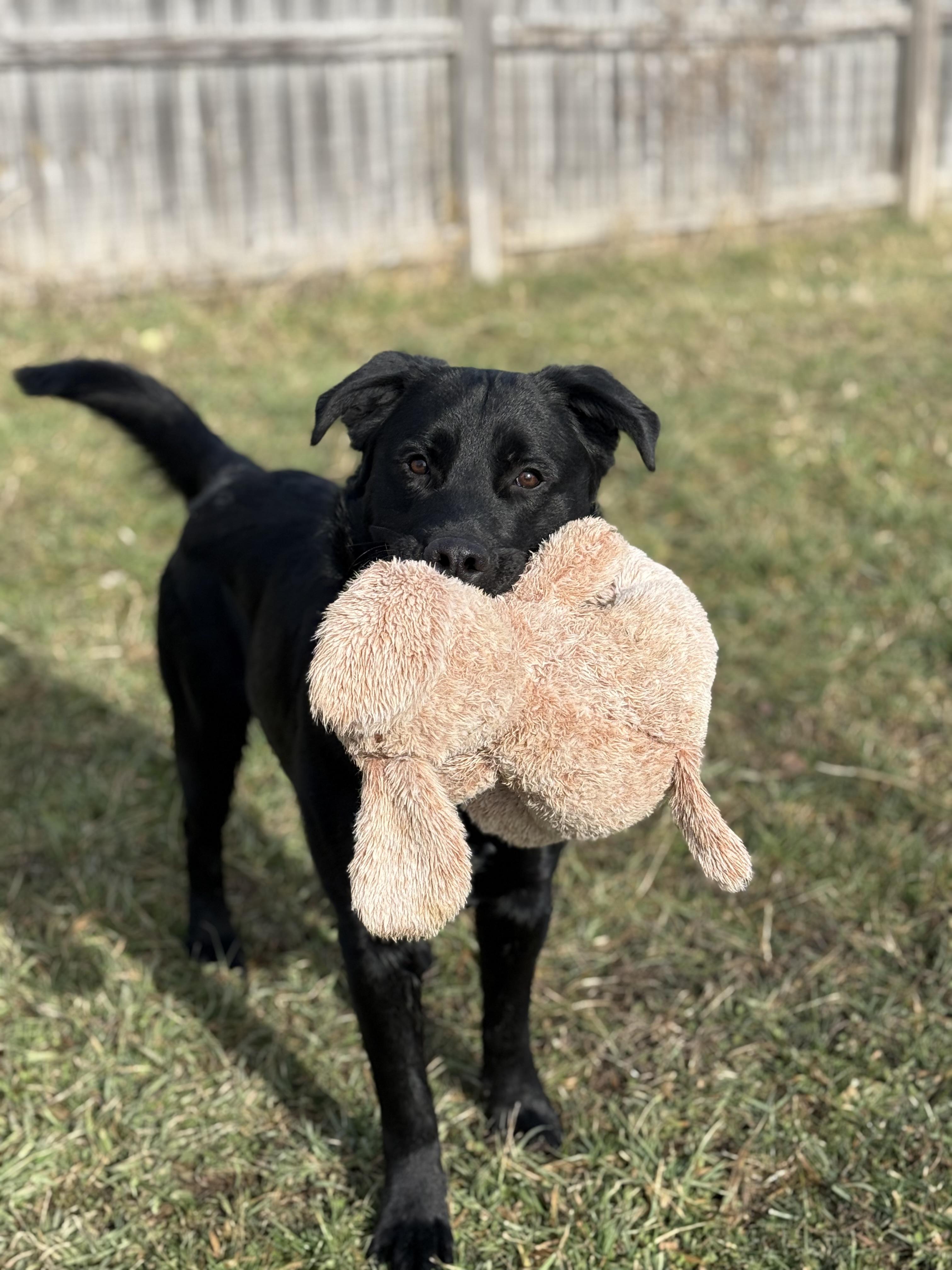 Enlarge Guinness , a ADOPTABLE mixed breed in Monroe, OH image 2/5
