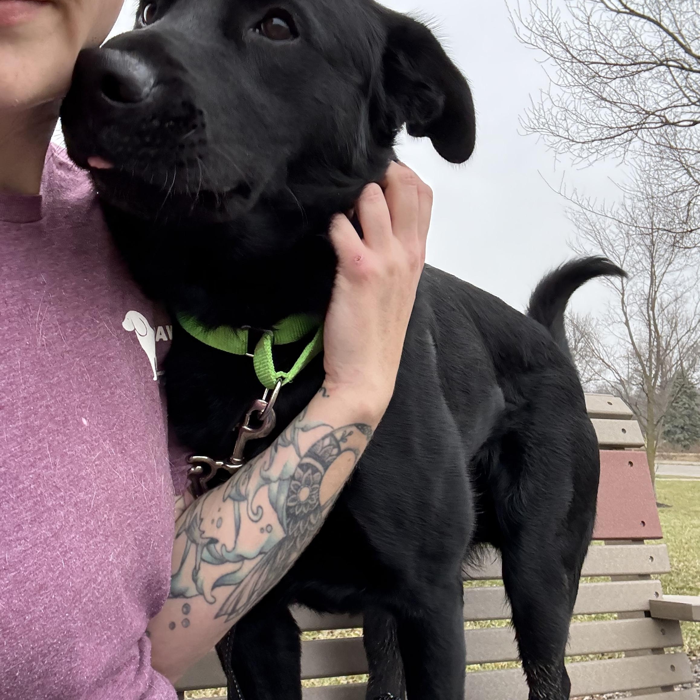 Guinness , a ADOPTABLE mixed breed in Monroe, OH image 2/3