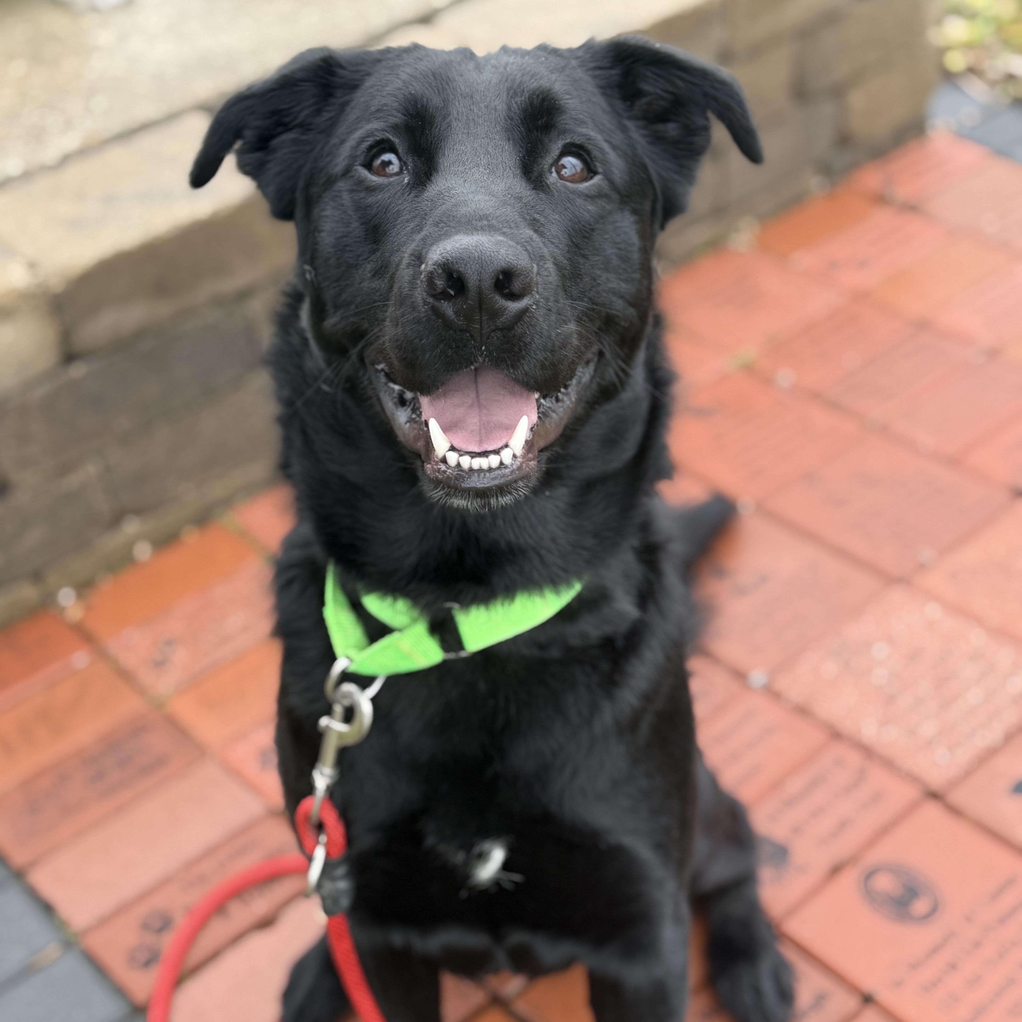 Guinness , ADOPTABLE, Adult Male German Shepherd Dog & Black Labrador Retriever.