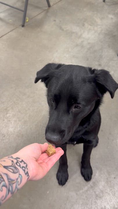 Enlarge Guinness , a ADOPTABLE mixed breed in Monroe, OH video 3/3