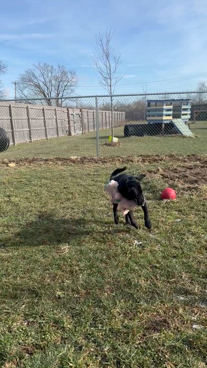 Enlarge Guinness , a ADOPTABLE mixed breed in Monroe, OH video 5/5