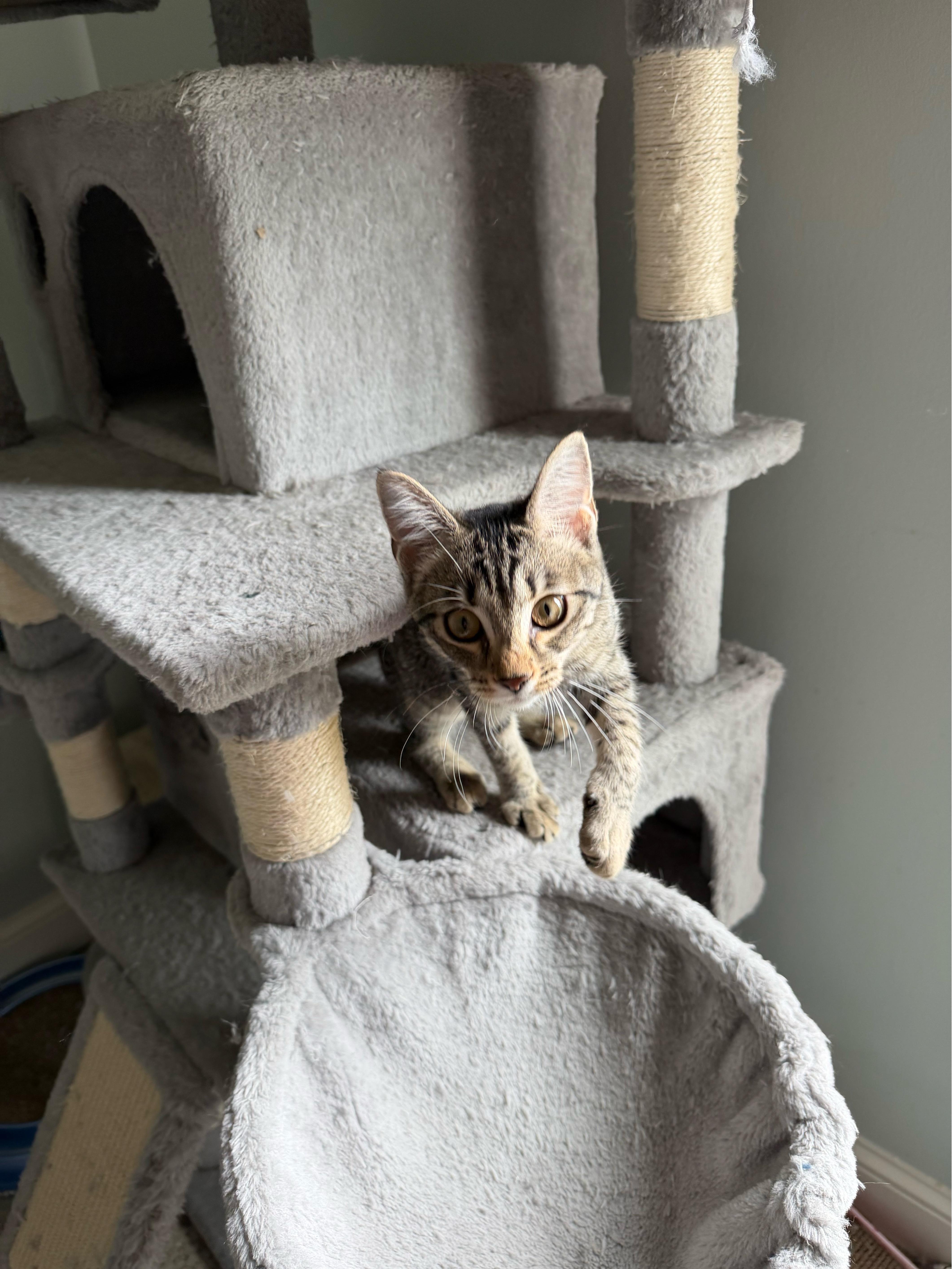 Pipsqueak - Greensboro GA