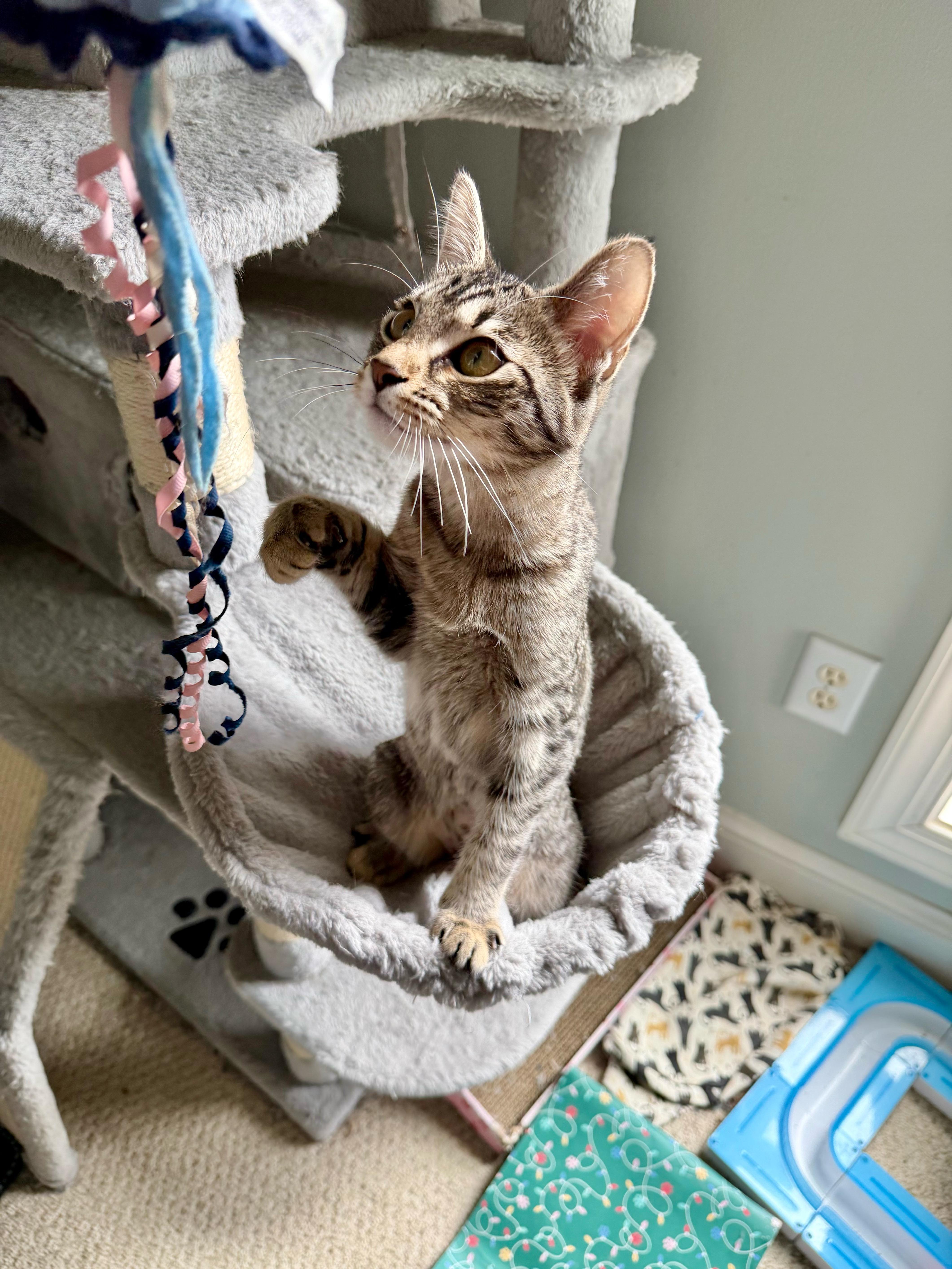 Pipsqueak - Greensboro GA