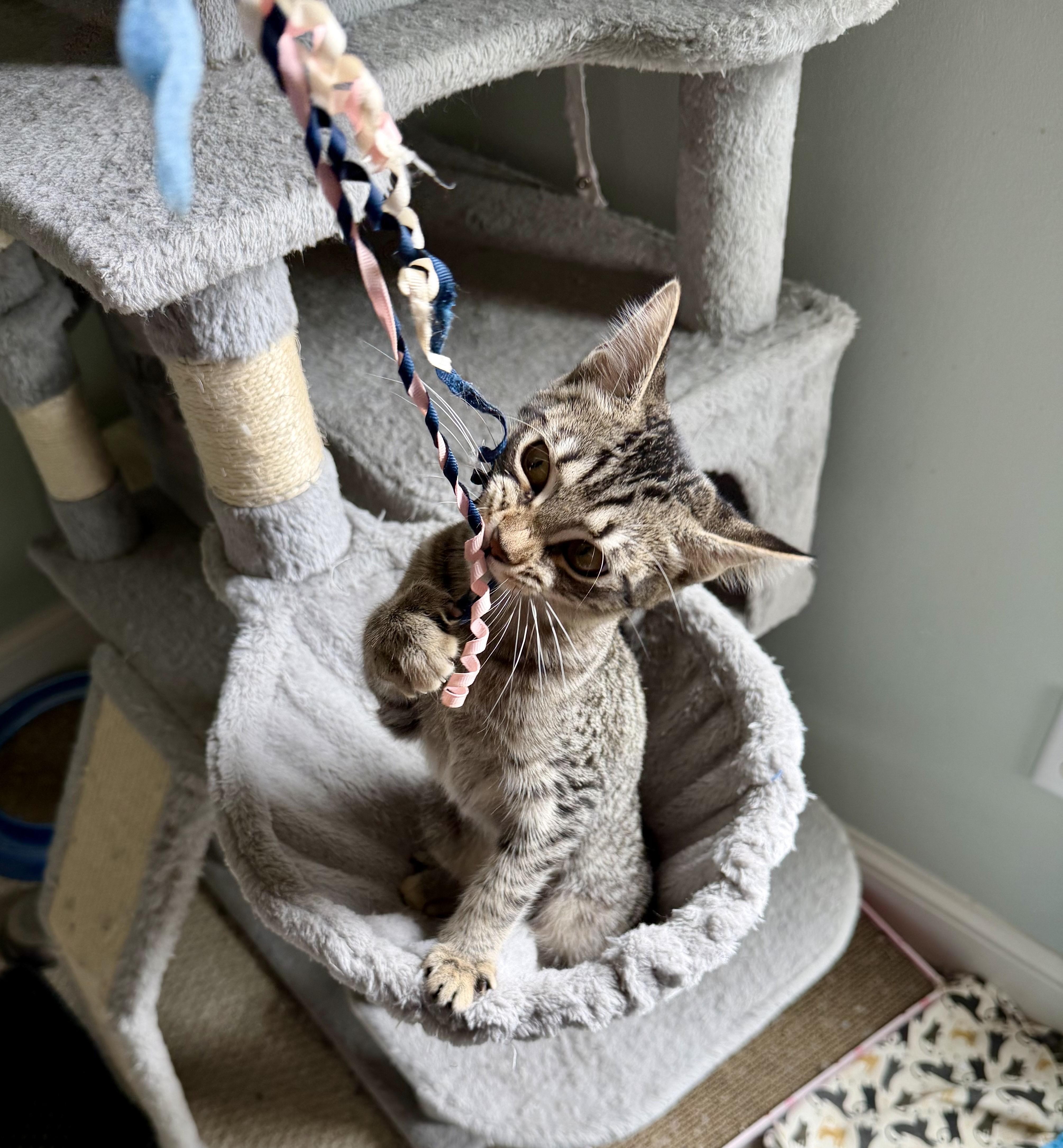 Pipsqueak - Greensboro GA